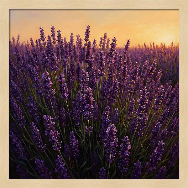 Lavender Fields In