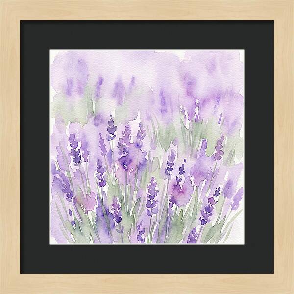 Lavender Fields In