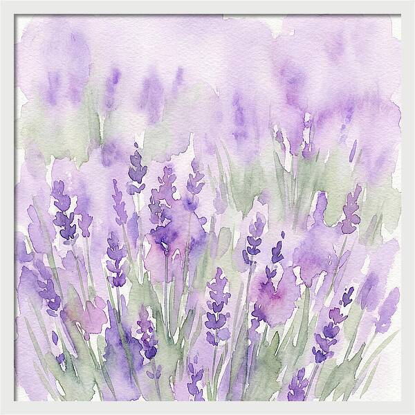 Lavender Fields In
