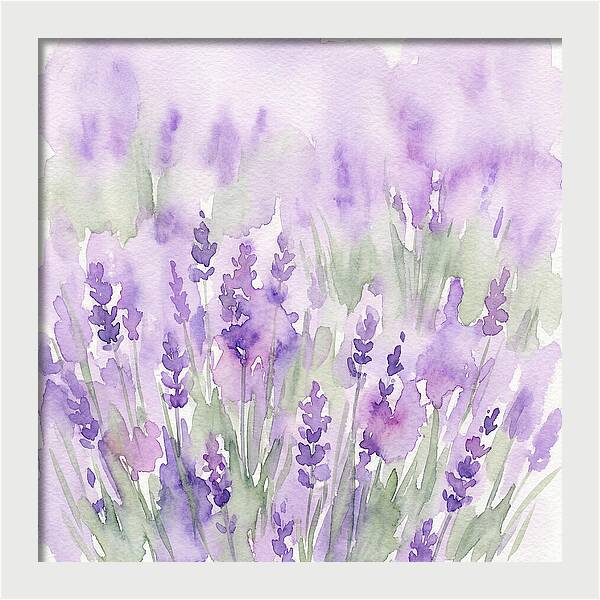 Lavender Fields In