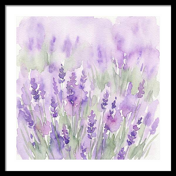 Lavender Fields In