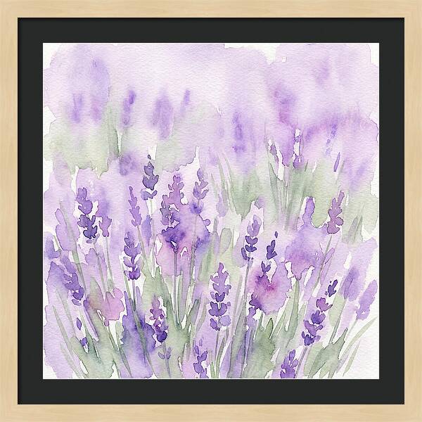 Lavender Fields In