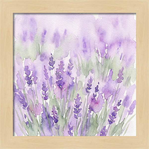 Lavender Fields In
