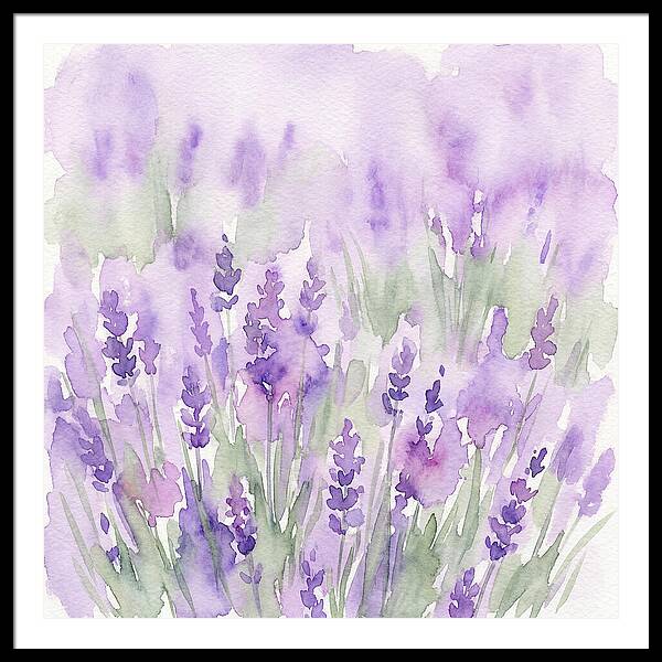 Lavender Fields In