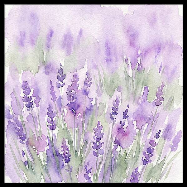 Lavender Fields In