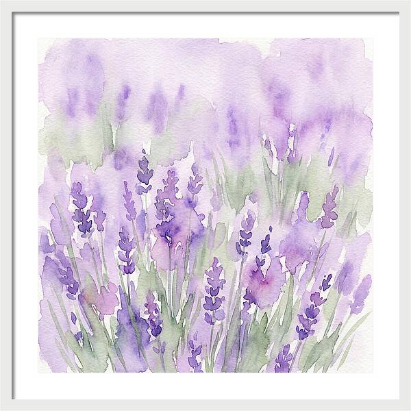 Lavender Fields In