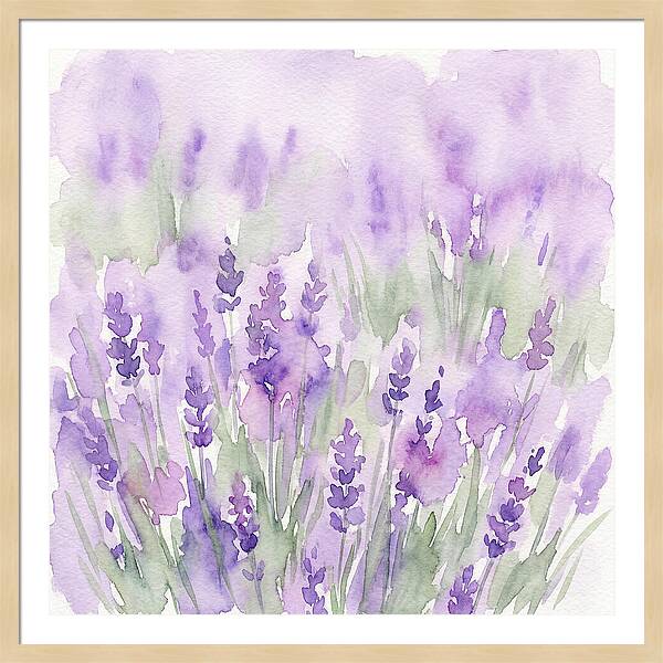 Lavender Fields In