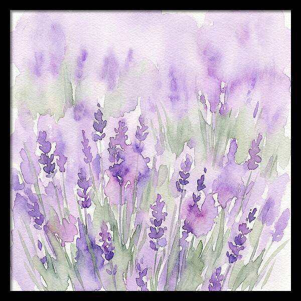 Lavender Fields In