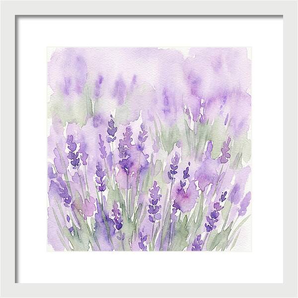 Lavender Fields In