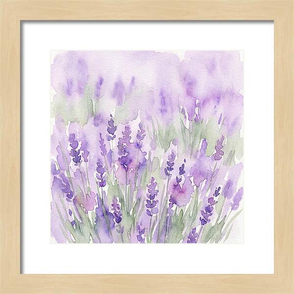 Lavender Fields In