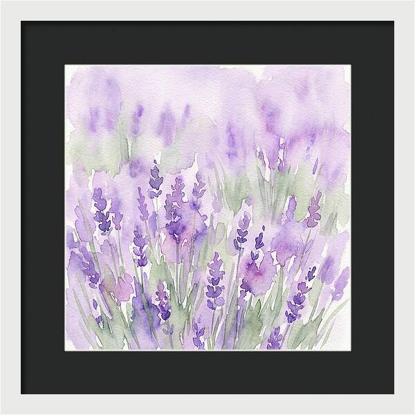 Lavender Fields In