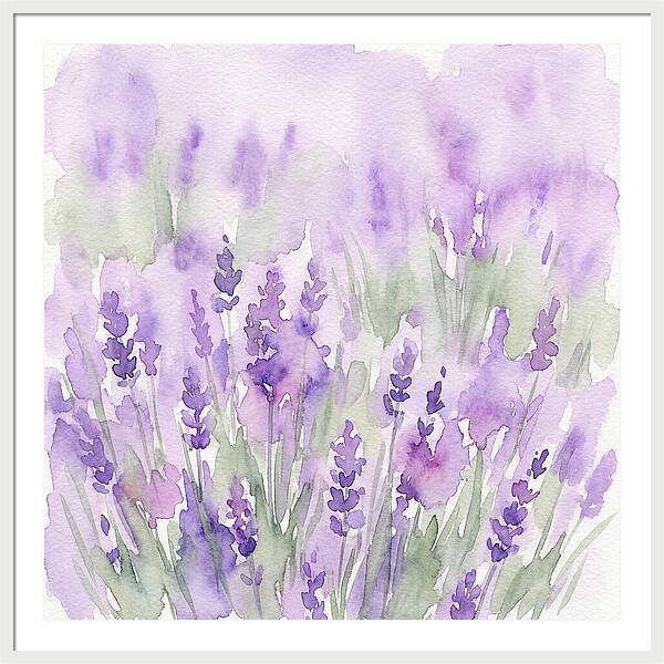 Lavender Fields In