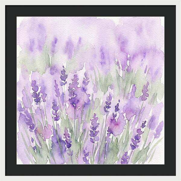 Lavender Fields In