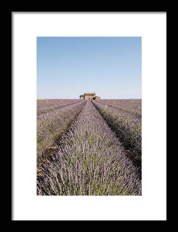 Lavender Fields Under Blue Sky