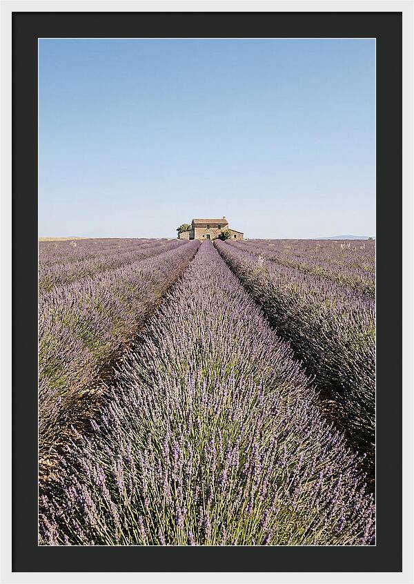 Lavender Fields Under Blue Sky