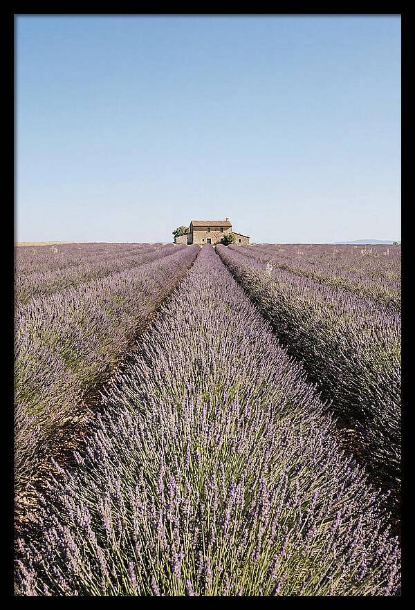 Lavender Fields Under Blue Sky