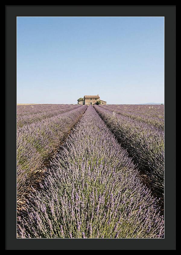 Lavender Fields Under Blue Sky