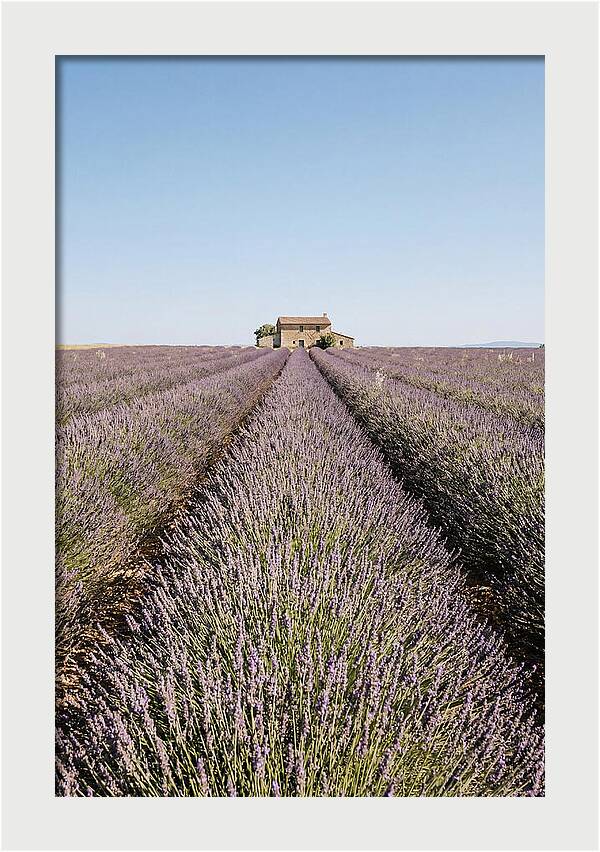 Lavender Fields Under Blue Sky