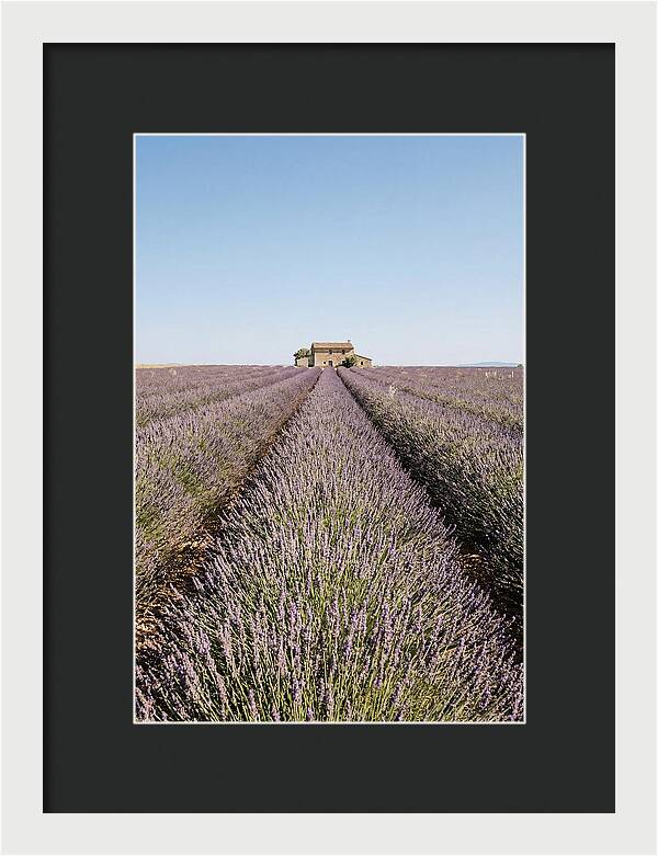 Lavender Fields Under Blue Sky