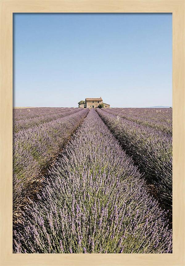 Lavender Fields Under Blue Sky