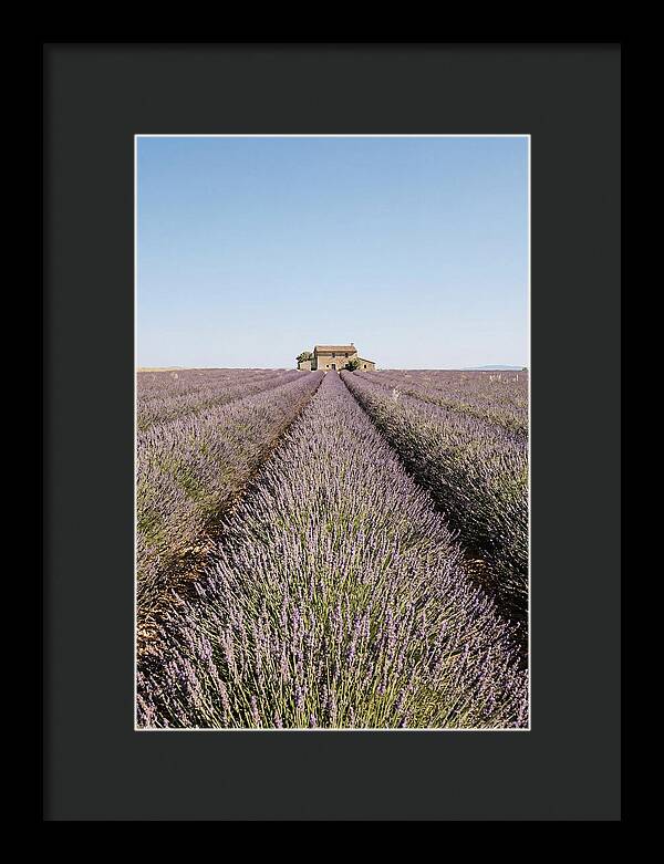 Lavender Fields Under Blue Sky