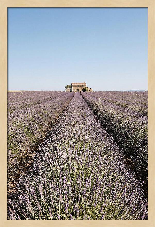 Lavender Fields Under Blue Sky