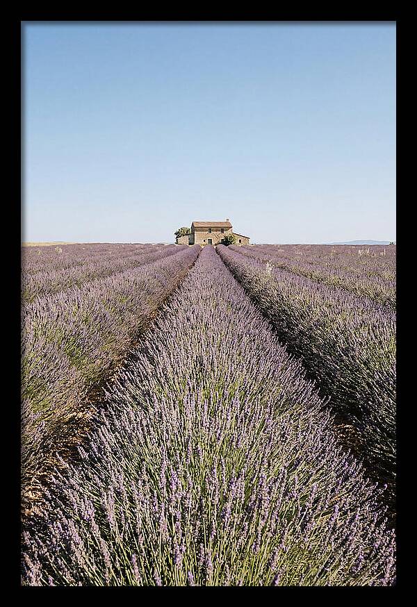 Lavender Fields Under Blue Sky