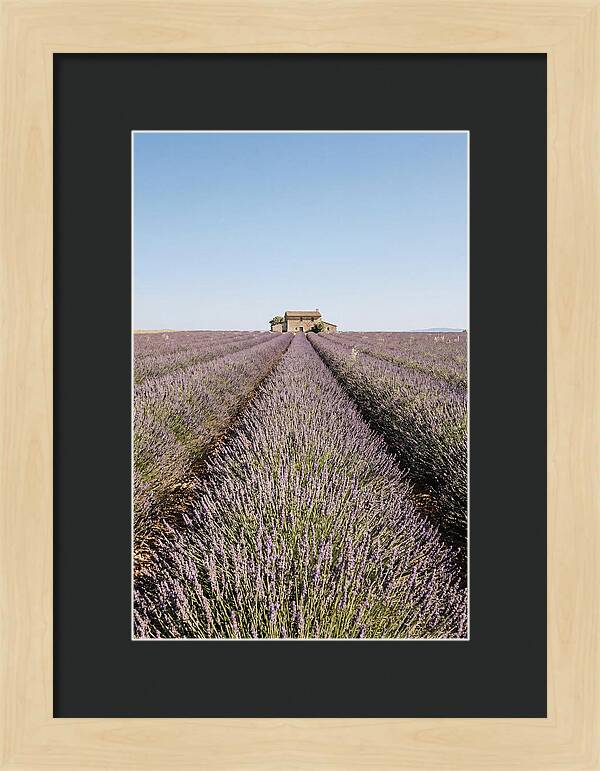 Lavender Fields Under Blue Sky