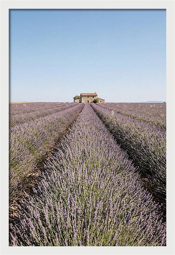 Lavender Fields Under Blue Sky