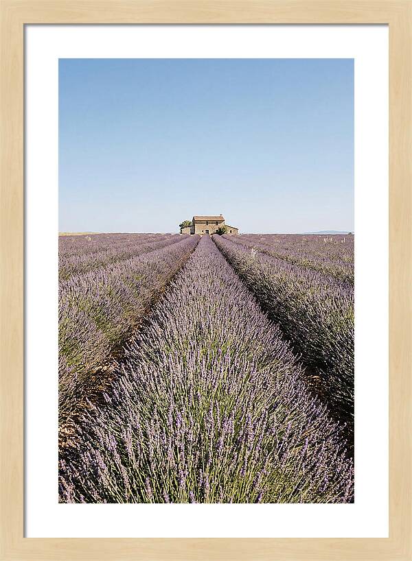 Lavender Fields Under Blue Sky