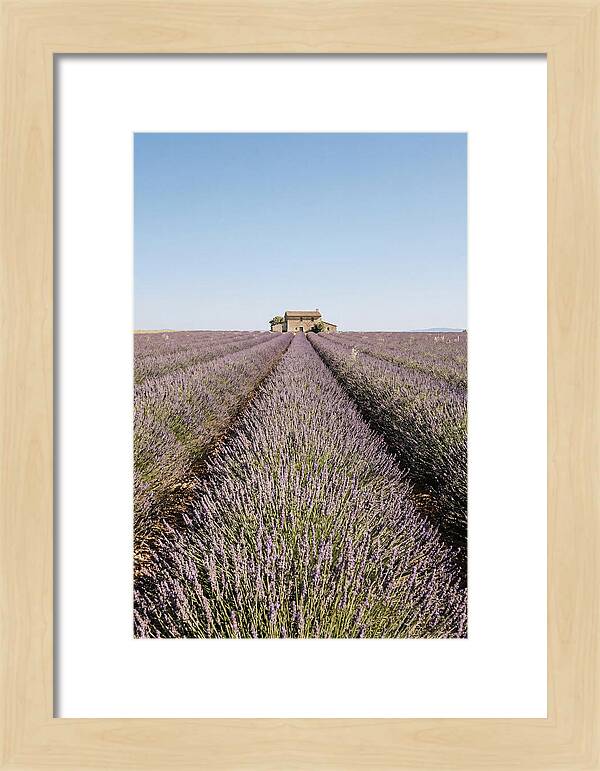 Lavender Fields Under Blue Sky