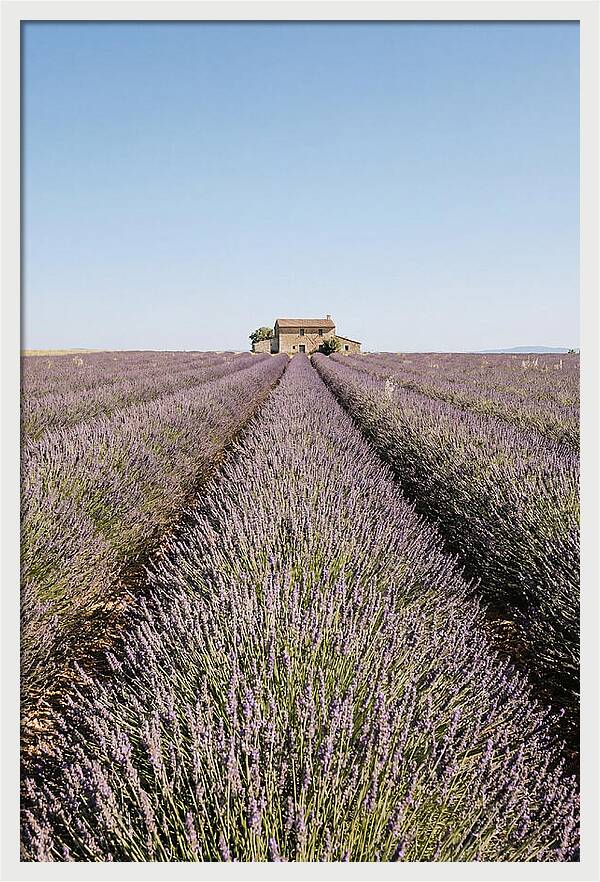 Lavender Fields Under Blue Sky