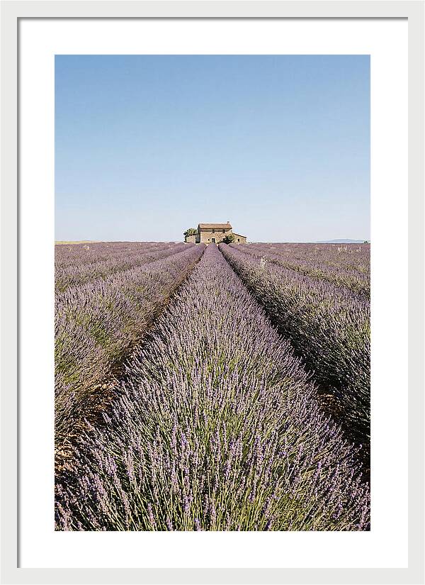 Lavender Fields Under Blue Sky