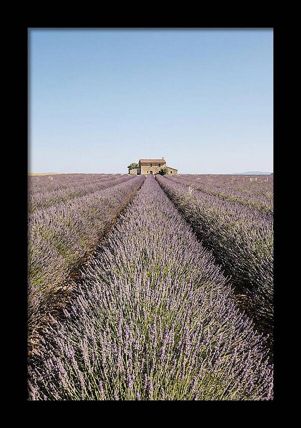 Lavender Fields Under Blue Sky