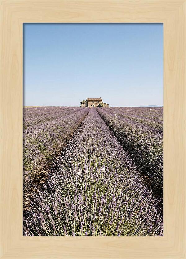 Lavender Fields Under Blue Sky