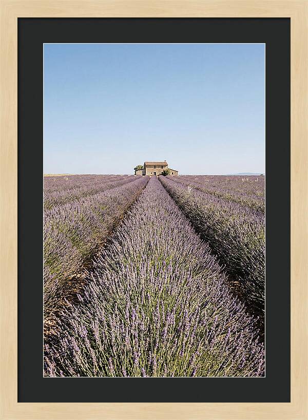 Lavender Fields Under Blue Sky
