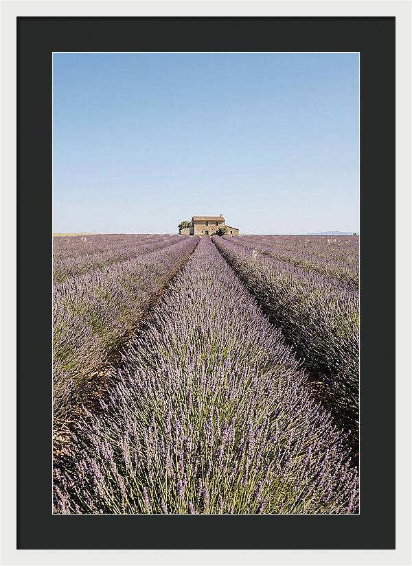 Lavender Fields Under Blue Sky