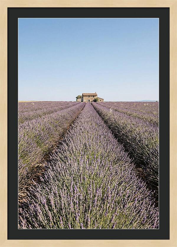 Lavender Fields Under Blue Sky