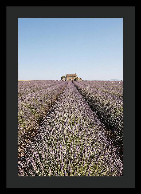 Lavender Fields Under Blue Sky