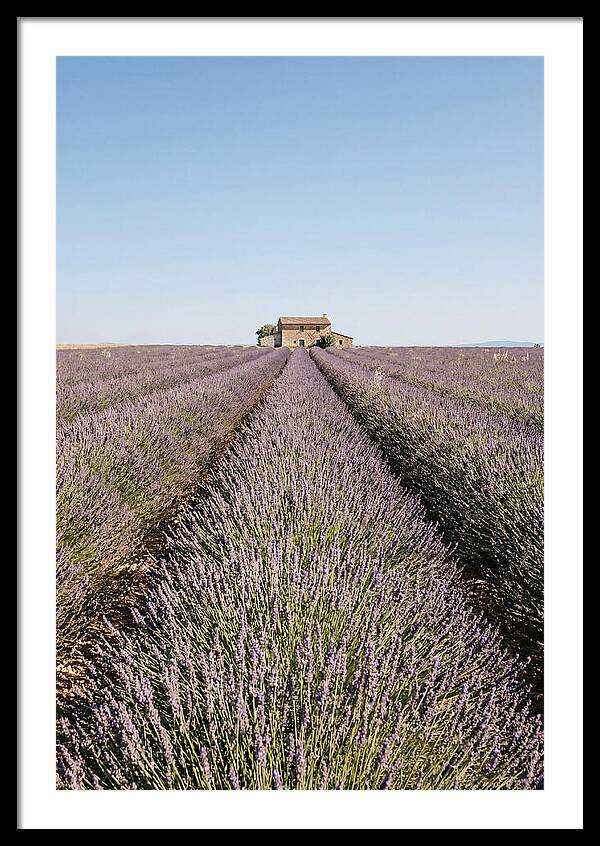 Lavender Fields Under Blue Sky