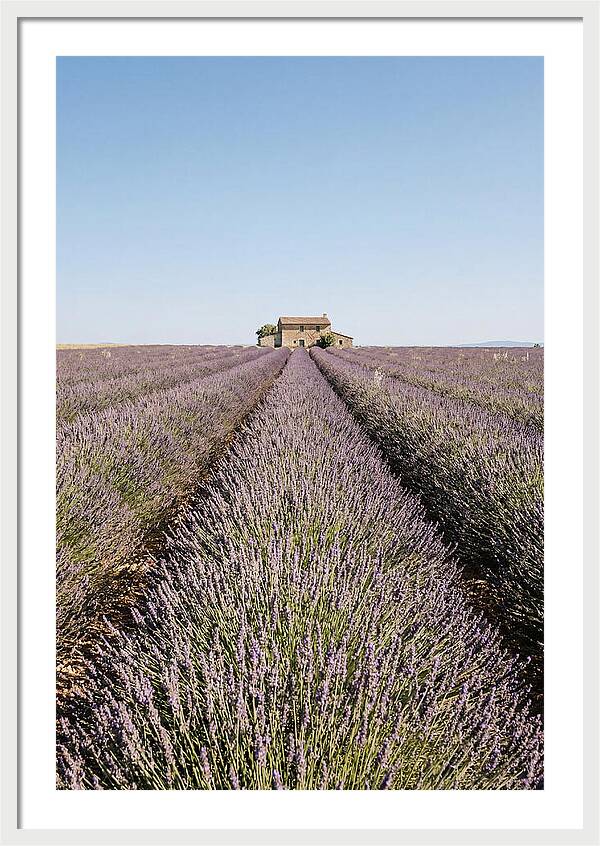 Lavender Fields Under Blue Sky