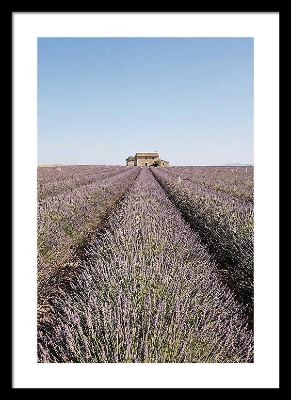 Lavender Fields Under Blue Sky