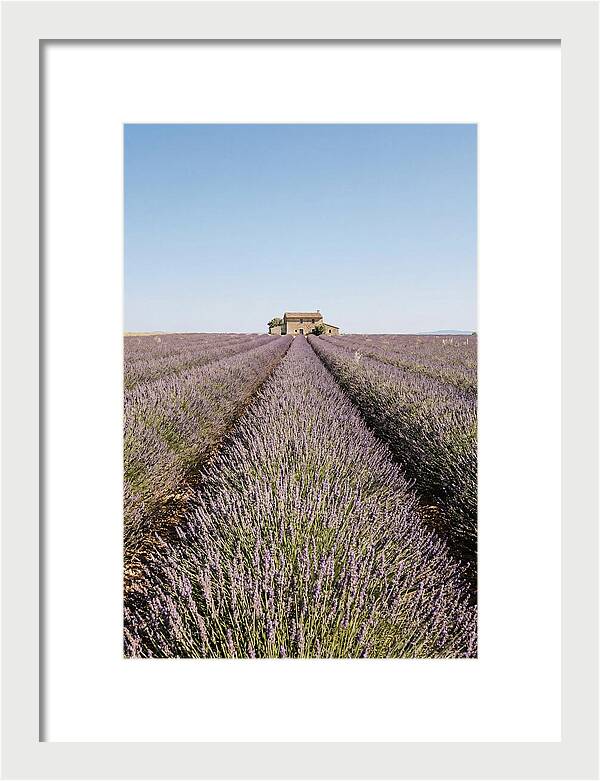 Lavender Fields Under Blue Sky