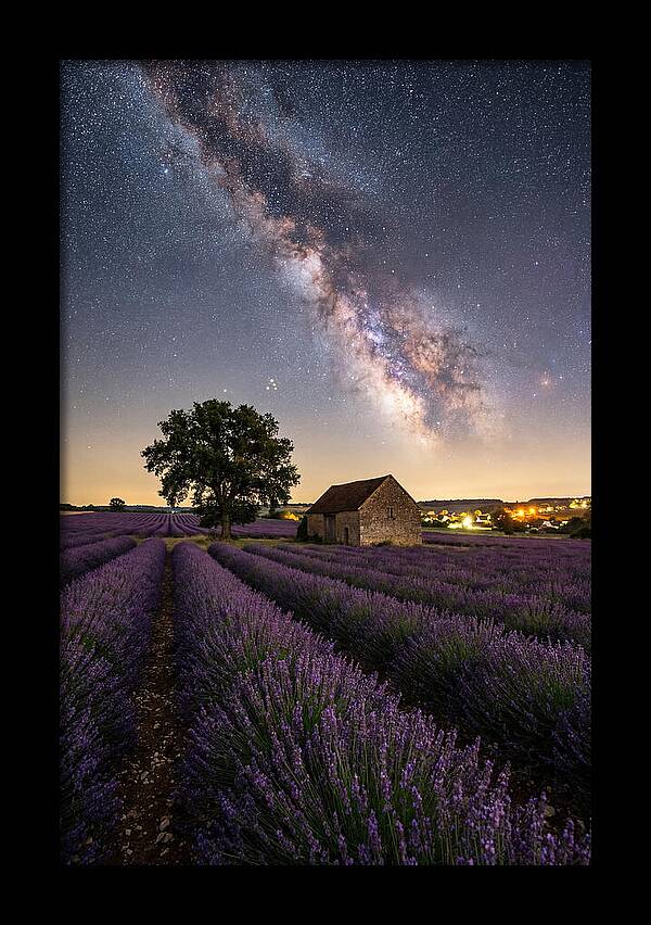 Lavender Fields Under Starlit Sky