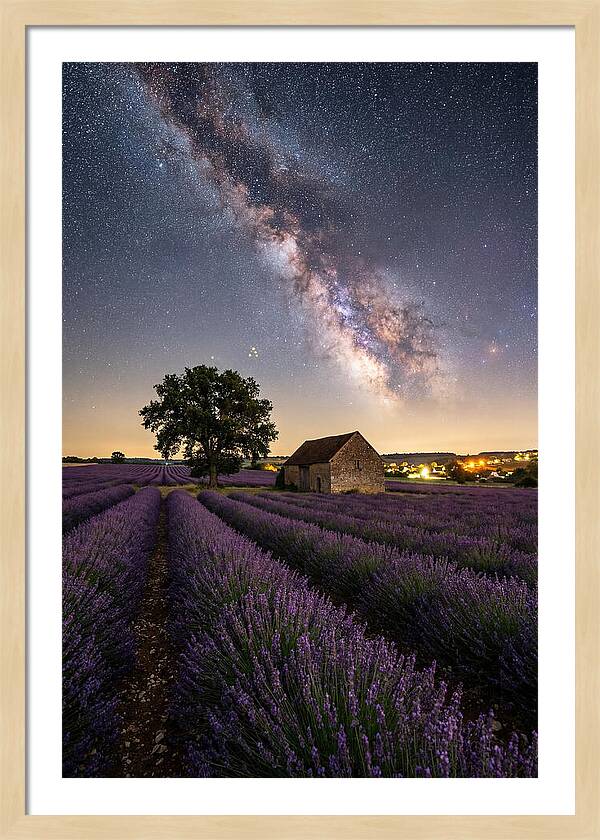 Lavender Fields Under Starlit Sky