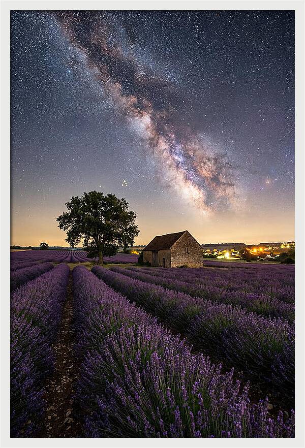 Lavender Fields Under Starlit Sky