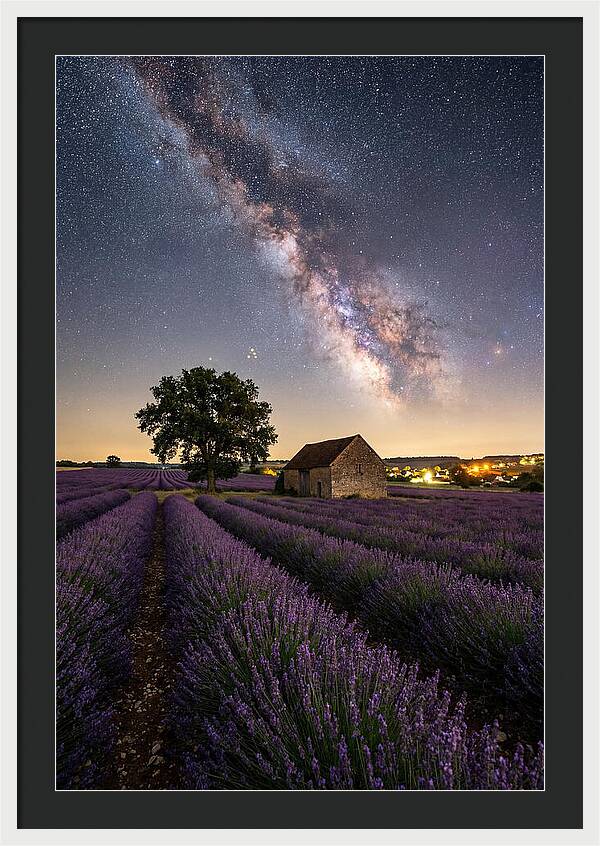 Lavender Fields Under Starlit Sky