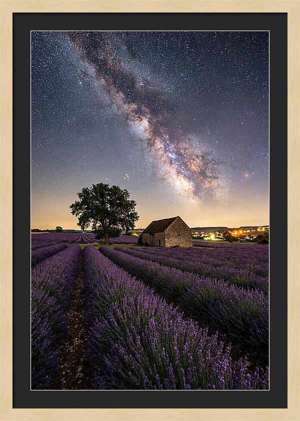 Lavender Fields Under Starlit Sky