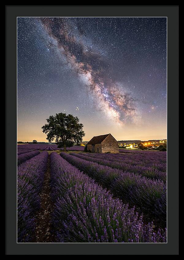 Lavender Fields Under Starlit Sky