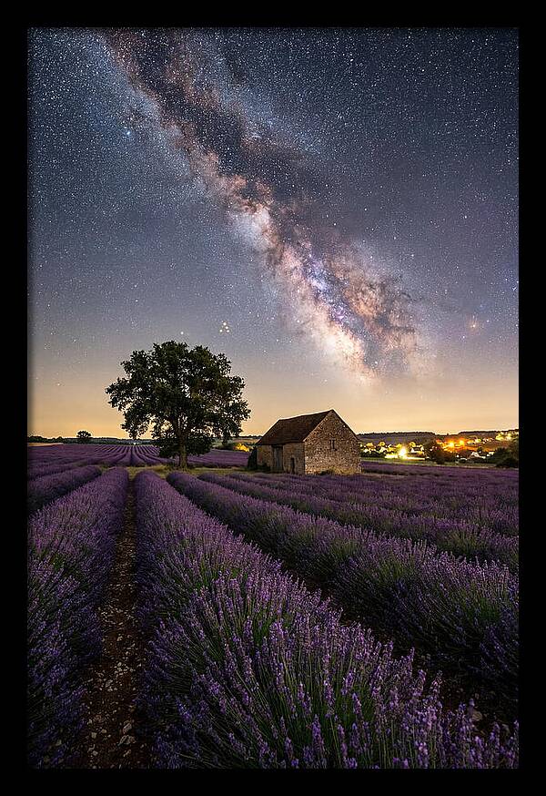 Lavender Fields Under Starlit Sky